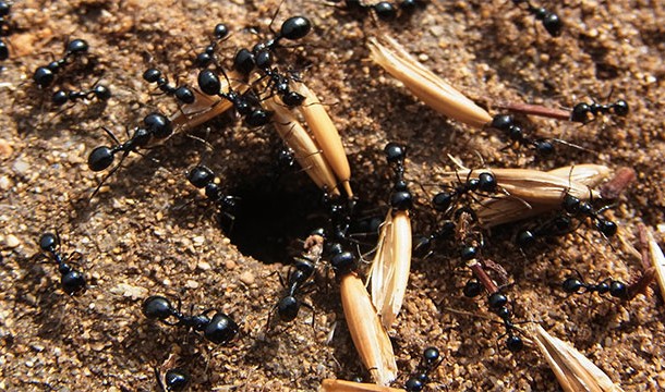Only two species on Earth have ever domesticated other species...humans and ants