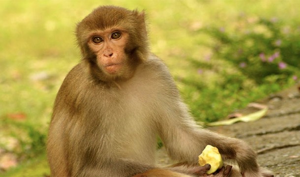 Monkeys have actually had their colorblindness cured when doctors injected cones into their eyes. One day, this could potentially be done in humans as well