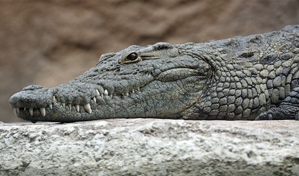 In 2010, a small plane in the Democratic Republic of the Congo crashed because their was a crocodile on board.