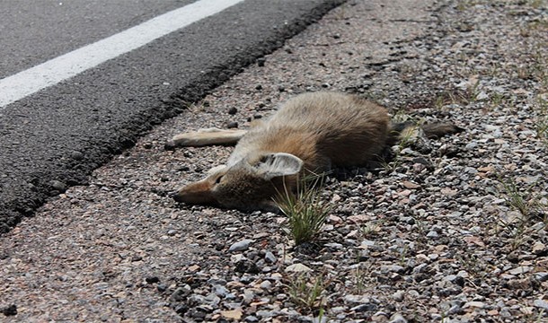 In Alaska you can register for a Roadkill List so that you will be notified when delicious road kill becomes available