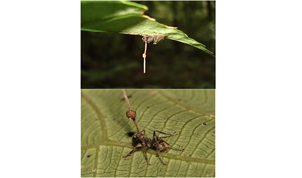 Ophiocordyceps unilateralis is a fungus that grows inside some species of ant. After 10 days it kills the ant and its spores explode out of its head on a long stalk