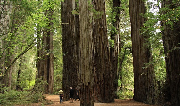 Nearly 96% of ancient redwood trees have been cutdown. These trees are among the oldest and tallest trees left on Earth.