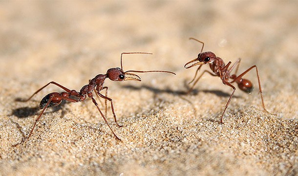A recent study found that about 20% of ants are useless. They are called "lazy ants"