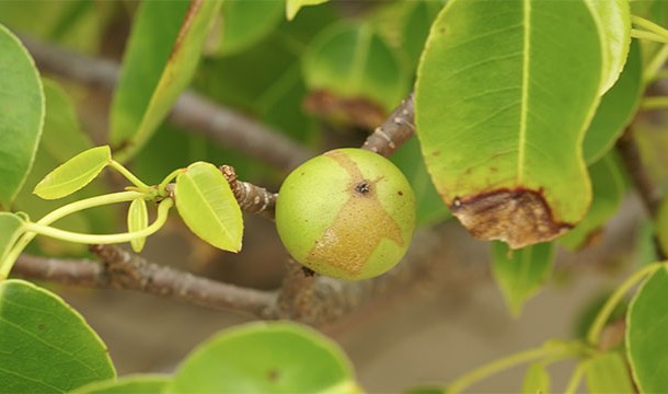 Manchineel trees, found in Florida, are often considered the most poisonous trees in the world. Their fruits can kill you and even if you just stand beneath it while it is raining you will probably get some nasty blisters
