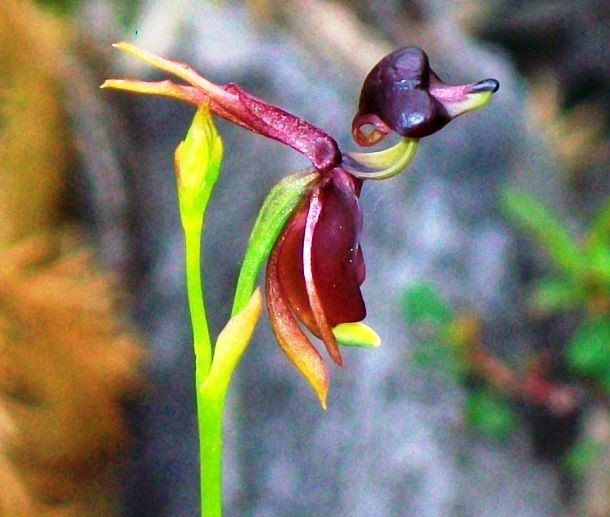 Flying duck orchid 