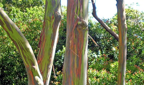 Eucalyptus trees with rainbow bark