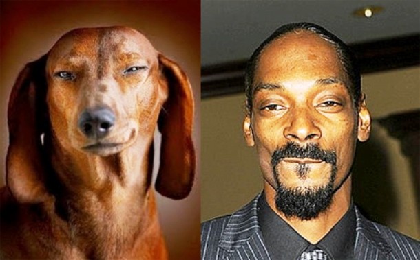 Dog look alikes