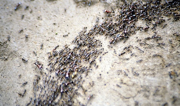 Ants are very advanced in how they wage war. They have spies, skirmishers, and will even put their weaker fighters in the front so that the stronger ones can be saved for when the enemy is weak