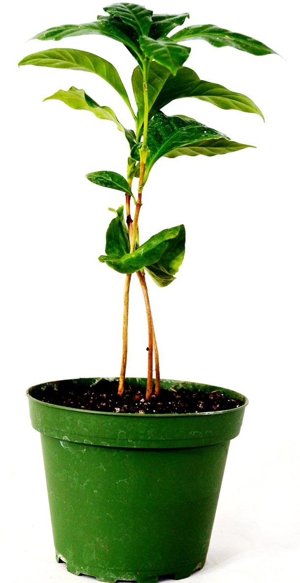 Arabica coffee plant