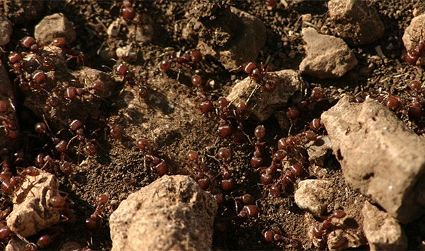 Ants practice something called "social immunization". When one of the ants in the colony is infected with a fungus, they proceed to lick the ant which kills some spores and spreads immunity around the colony