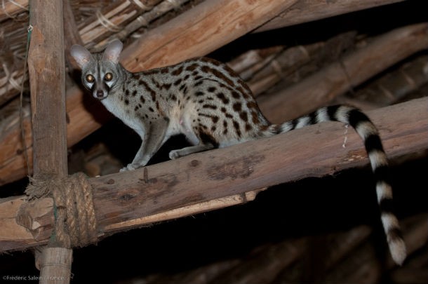 A_female_common_genet_in_the_dining_room_Satao_Camp