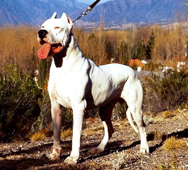Argentino Dogo