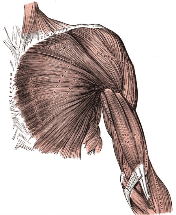 human muscle