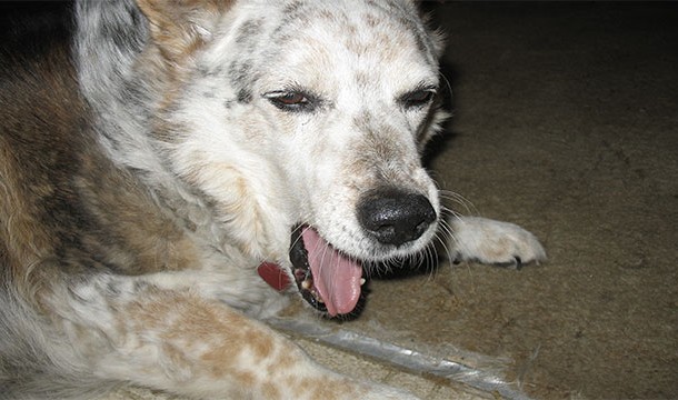 Yawning isn't just contagious to humans, but to dogs as well!