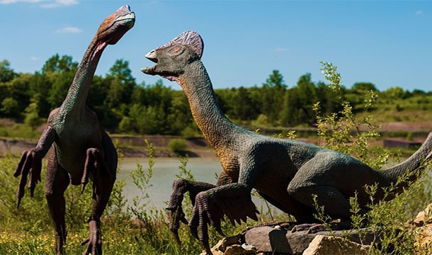 Most meat eating dinosaurs walked on two feet while most plant eaters walked on all fours.