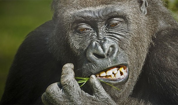 The scientific name for the western lowland gorilla is "gorilla gorilla gorilla"