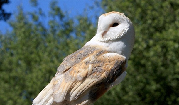 If humans are so bad for the environment, where did barn owls live before there were barns?