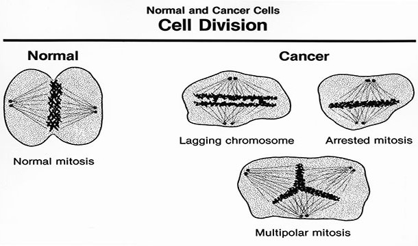 All of the cells in your body have been dividing ever since life on Earth began. And all of that division will end with your death except for any cells that you pass on to your offspring (1 per child) and a few special circumstances (organ donation, etc)