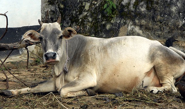 In the state of West Bengal cows are required to have photo ID cards
