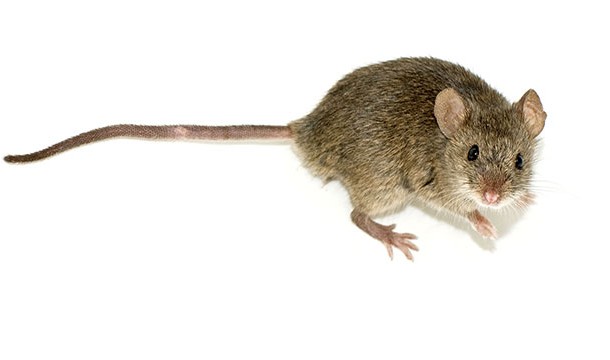 Never, ever, ever sweep or vacuum mouse poop. It will aerosolize (disperse in the air) the poop and that can give you hantavirus. According to the CDC you should spray it with bleach and water to keep it from becoming airborne and then sweep it up.