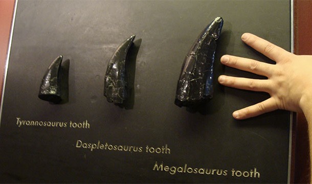 Most dinosaur species are known from just a single bone or tooth