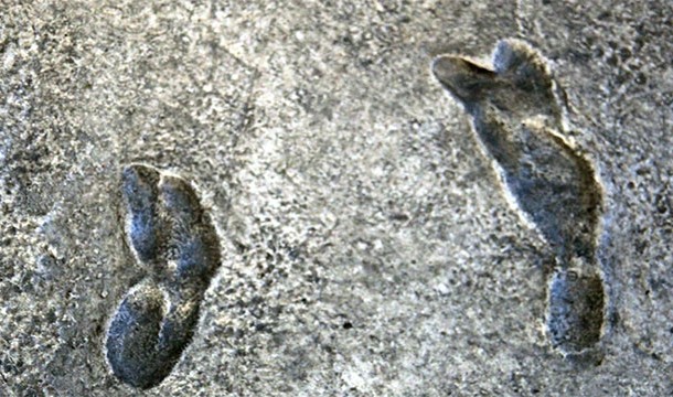 The Laetoli footprints, one of the most significant findings in anthropology, was discovered by scientists while they were having an elephant dung fight