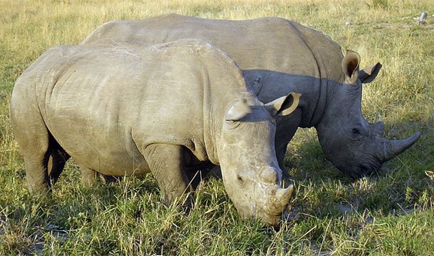 Rhinos can communicate using their poop and get information about other rhinos