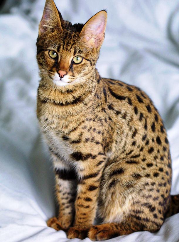 25 Fascinating Hybrid Animals You Have To See Today | List25