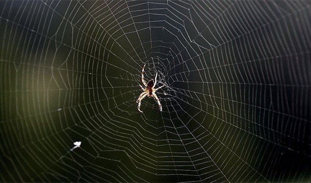 People swallow an average of 4 spiders per year