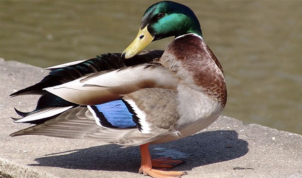 The Mighty Duck (The Mighty Ducks)