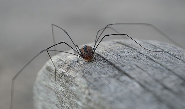 Daddy long legs are the most venomous spiders in the world but their jaws just aren't big enough to bite humans