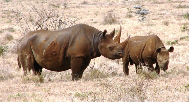 Rhino hybrid