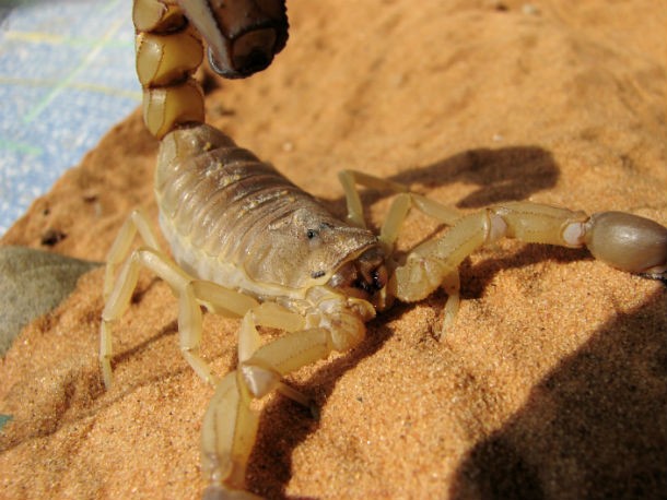 Fat–Tailed Scorpion
