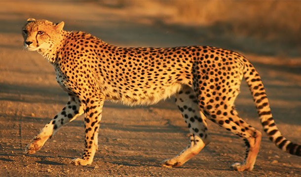 Although many dinosaurs were quite fast, a cheetah would be capable of outrunning any dinosaur that ever existed.