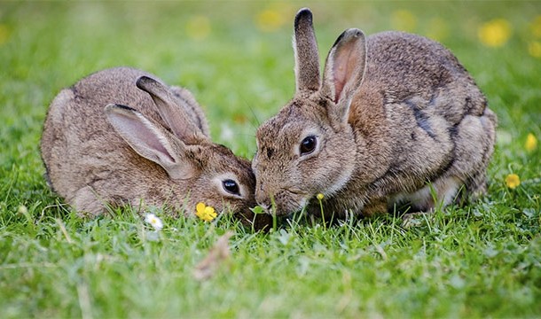 Rabbits love carrots