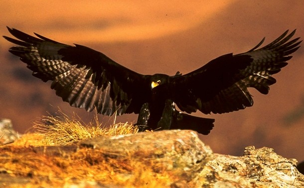 Verreaux's Eagle