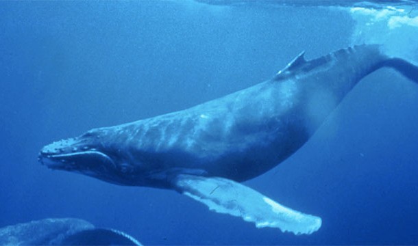 The biggest animal in history was not a dinosaur. In fact, it is alive today...the blue whale!