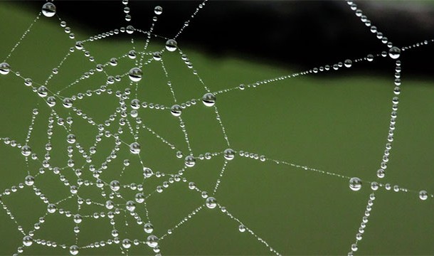 A single strand of spiderweb long enough to be strung all the way across the world would weigh less than a pound.