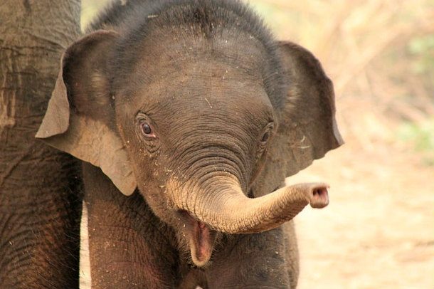 Baby_elephants_in_an_elephant_sancuary