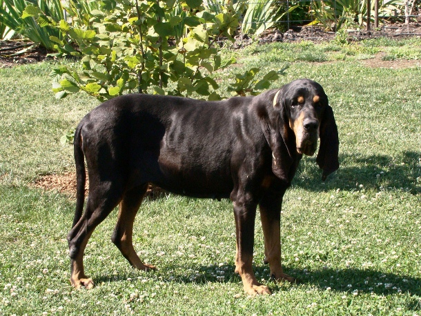 Black_And_Tan_Coonhound