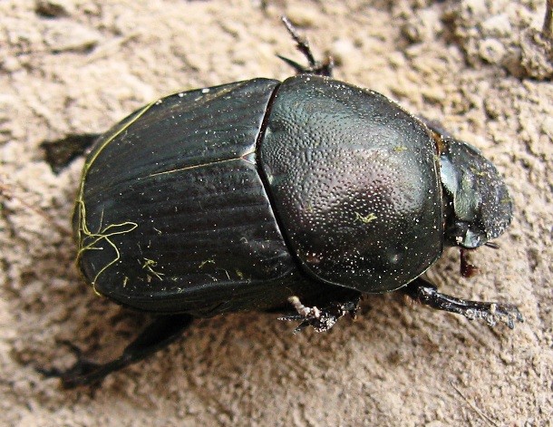 Dung_beetle