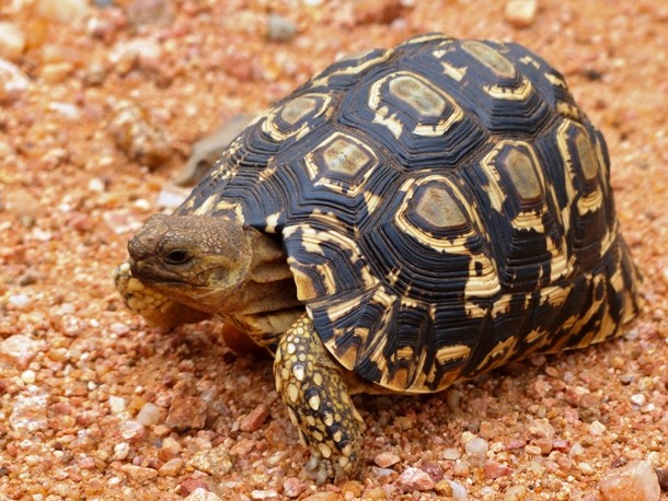 South African leopard tortoise