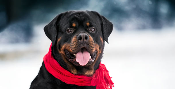 A dog wearing a red scarf
