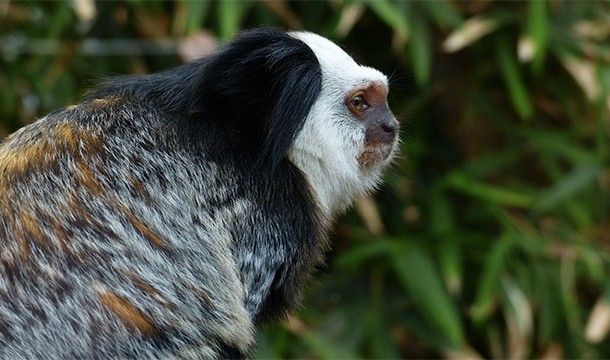 More species of monkey live in Brazil than anywhere else in the world