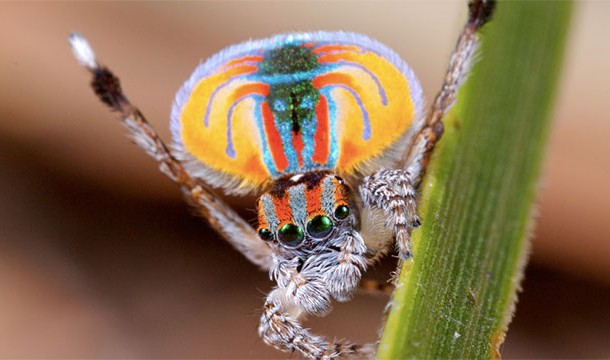 Every species of peacock spider has its own courtship dance