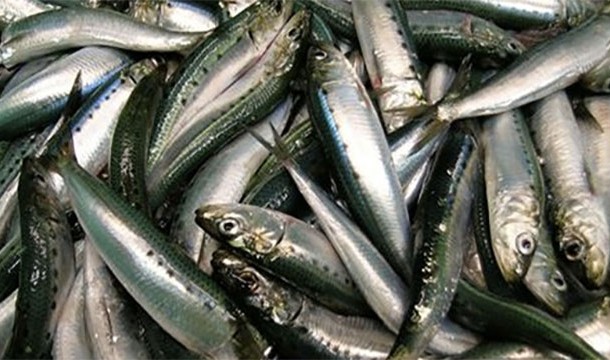 Sardine is not actually a species of fish. This name is used for any number of small varieties of pickled fish from herrings to pilchards
