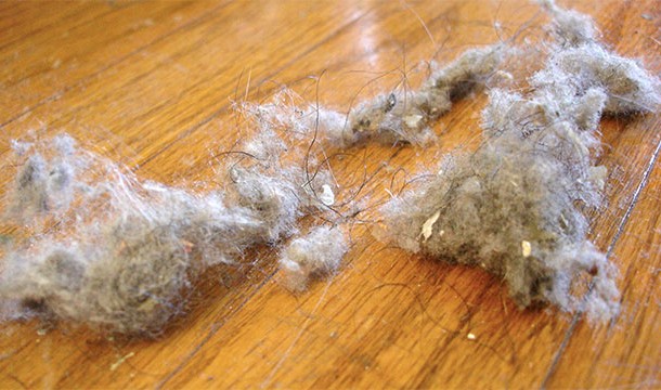 A majority of the dust in your house is actually dead skin