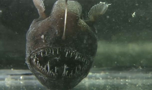 Anglerfish mate by melting into each other and then sharing one body.
