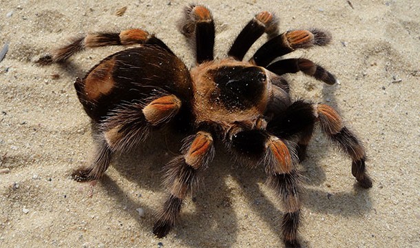 Most spiders live for only 1 year, but some tarantulas can live for nearly 20 years.
