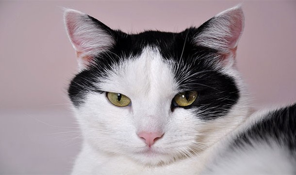 Cats have three eyelids